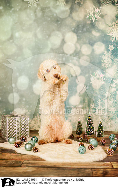 Lagotto Romagnolo macht Mnnchen / begging Lagotto Romagnolo / JAM-01654