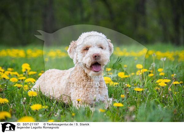 liegender Lagotto Romagnolo / lying Lagotto Romagnolo / SST-21197