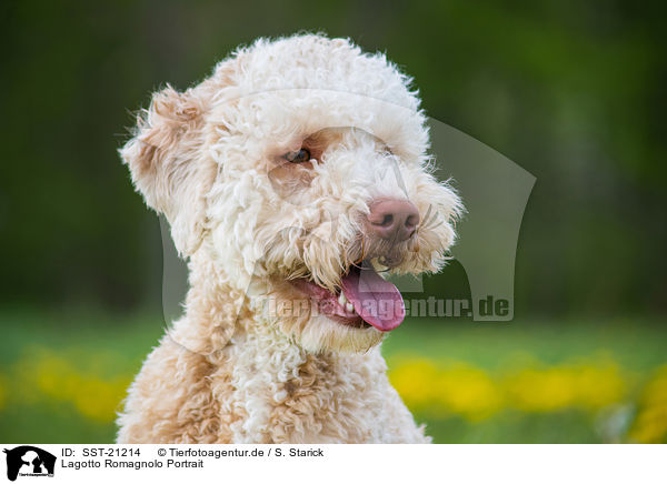 Lagotto Romagnolo Portrait / Lagotto Romagnolo Portrait / SST-21214