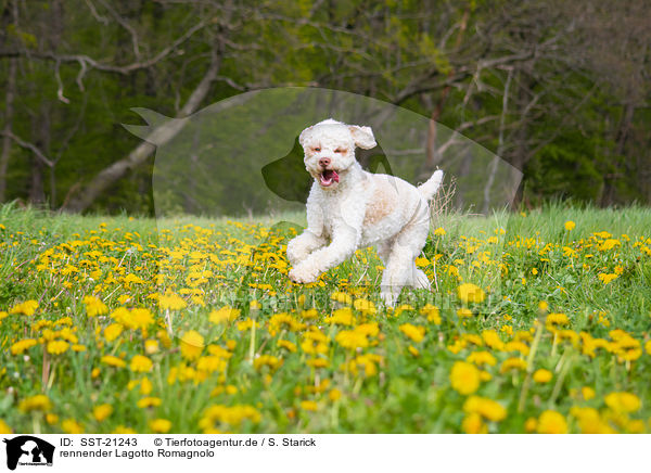 rennender Lagotto Romagnolo / running Lagotto Romagnolo / SST-21243