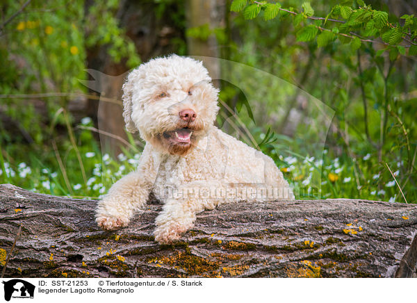 liegender Lagotto Romagnolo / lying Lagotto Romagnolo / SST-21253