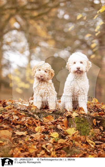 2 Lagotto Romagnolo / 2 Lagotto Romagnolo / JAM-02261