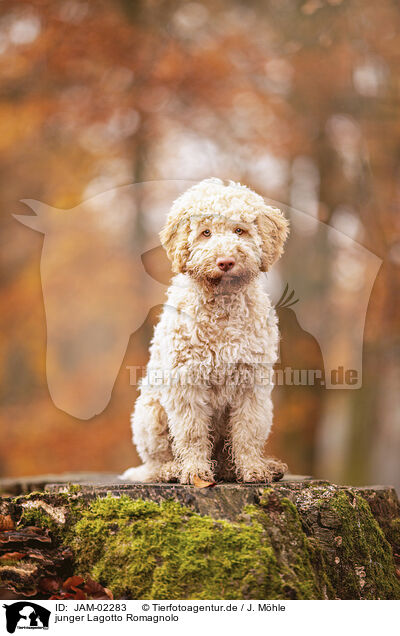 junger Lagotto Romagnolo / young Lagotto Romagnolo / JAM-02283