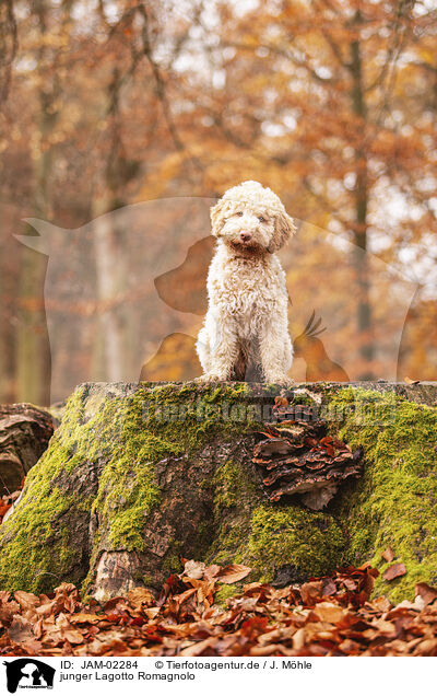 junger Lagotto Romagnolo / young Lagotto Romagnolo / JAM-02284