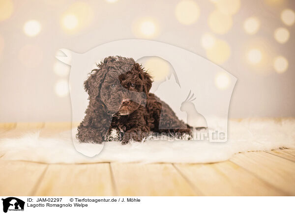 Lagotto Romagnolo Welpe / Lagotto Romagnolo Puppy / JAM-02297