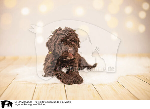Lagotto Romagnolo Welpe / Lagotto Romagnolo Puppy / JAM-02298