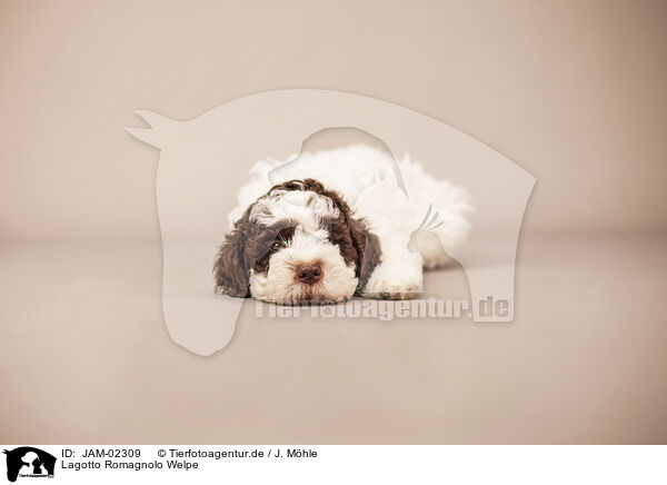 Lagotto Romagnolo Welpe / Lagotto Romagnolo Puppy / JAM-02309