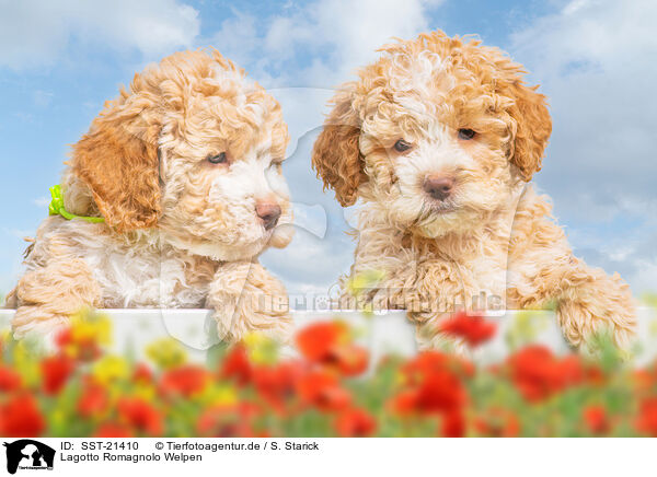 Lagotto Romagnolo Welpen / Lagotto Romagnolo Puppies / SST-21410