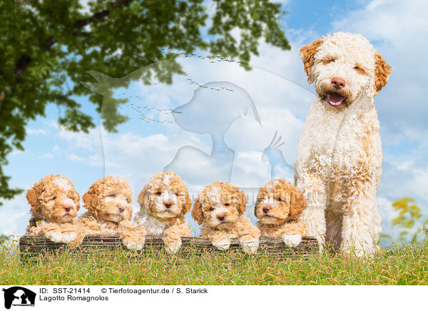 Lagotto Romagnolos / Lagotto Romagnolos / SST-21414