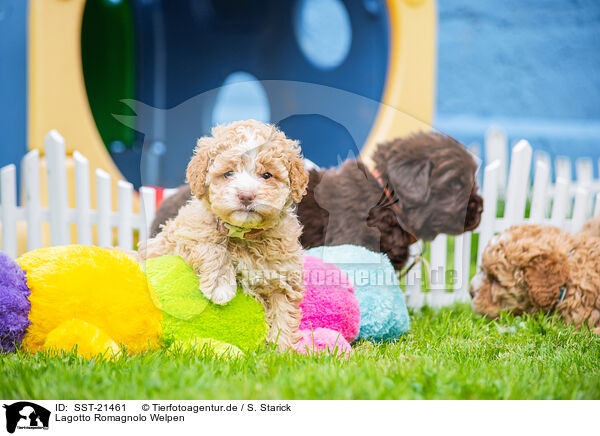 Lagotto Romagnolo Welpen / Lagotto Romagnolo Puppies / SST-21461