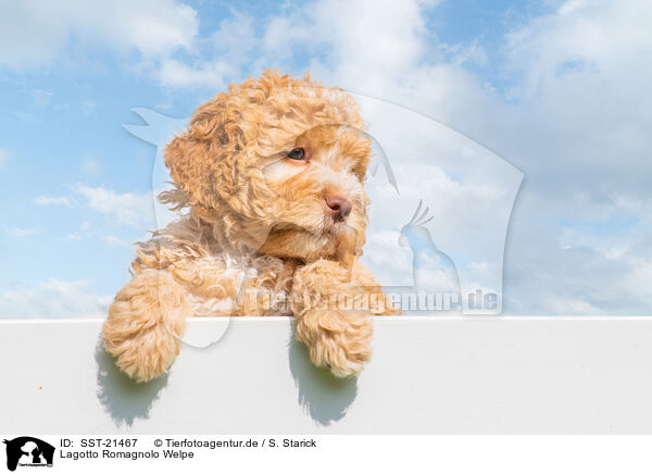 Lagotto Romagnolo Welpe / SST-21467