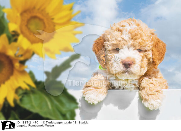 Lagotto Romagnolo Welpe / SST-21470