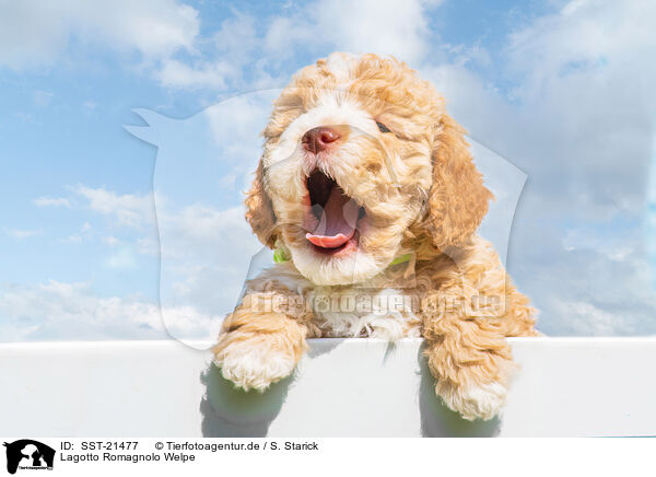 Lagotto Romagnolo Welpe / Lagotto Romagnolo Puppy / SST-21477