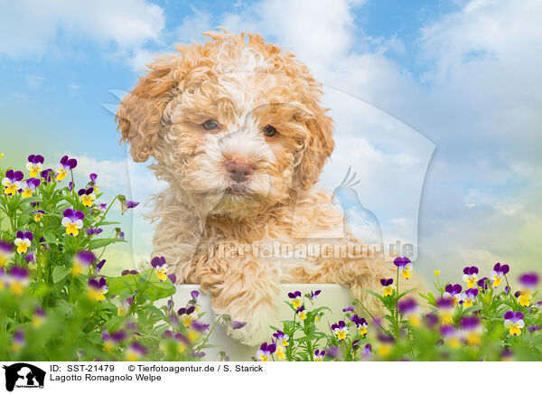 Lagotto Romagnolo Welpe / SST-21479