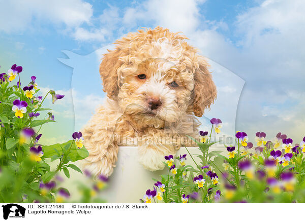 Lagotto Romagnolo Welpe / Lagotto Romagnolo Puppy / SST-21480