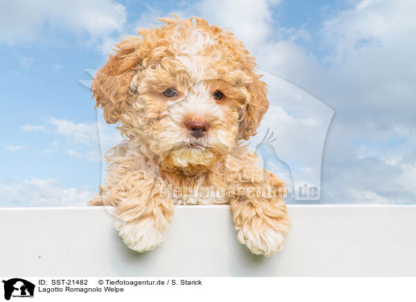 Lagotto Romagnolo Welpe / SST-21482
