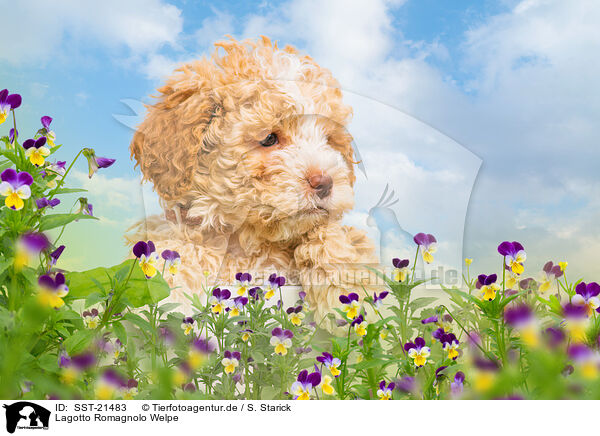 Lagotto Romagnolo Welpe / SST-21483