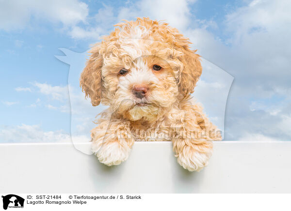 Lagotto Romagnolo Welpe / Lagotto Romagnolo Puppy / SST-21484