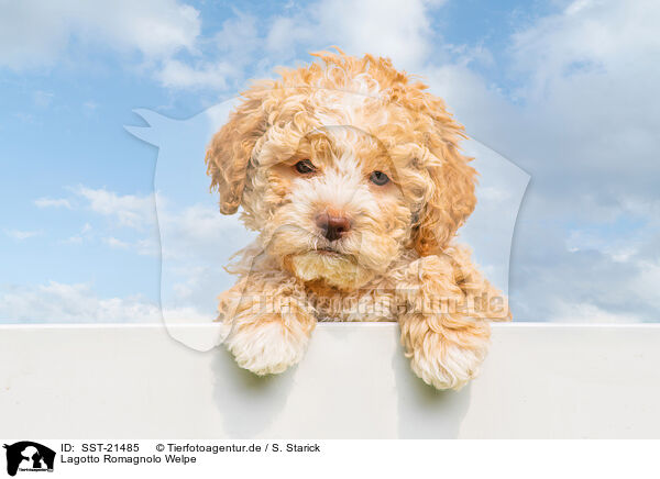 Lagotto Romagnolo Welpe / Lagotto Romagnolo Puppy / SST-21485