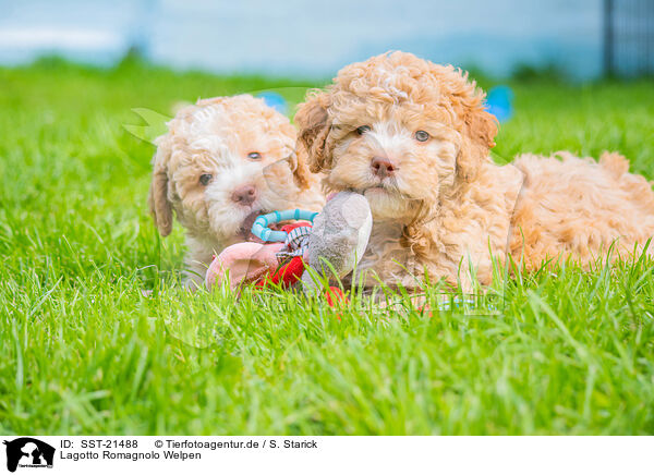 Lagotto Romagnolo Welpen / Lagotto Romagnolo Puppies / SST-21488