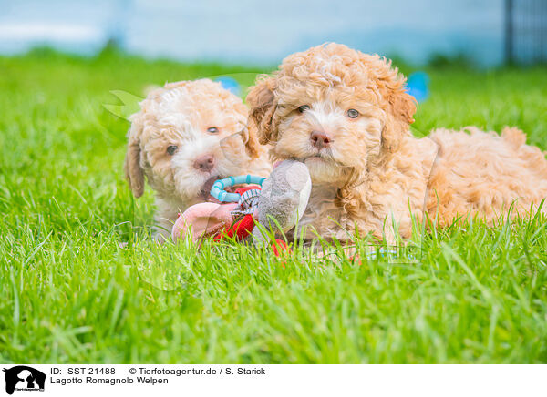 Lagotto Romagnolo Welpen / SST-21488