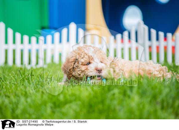 Lagotto Romagnolo Welpe / Lagotto Romagnolo Puppy / SST-21490