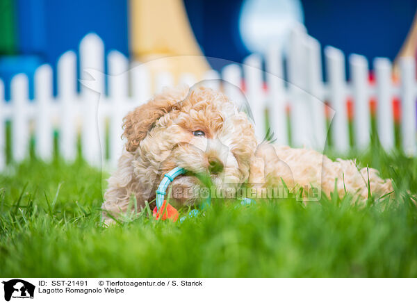 Lagotto Romagnolo Welpe / Lagotto Romagnolo Puppy / SST-21491