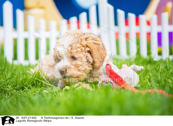 Lagotto Romagnolo Welpe / SST-21492