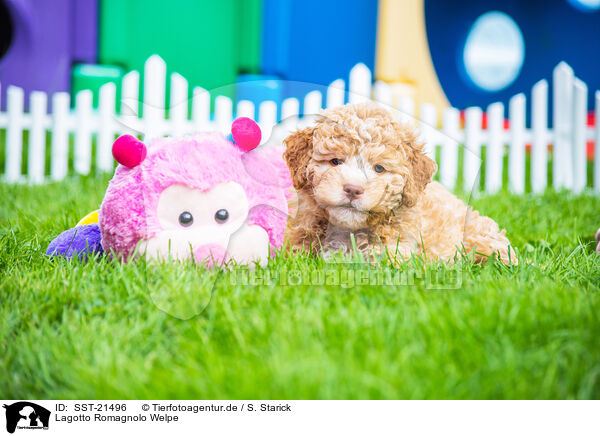 Lagotto Romagnolo Welpe / Lagotto Romagnolo Puppy / SST-21496