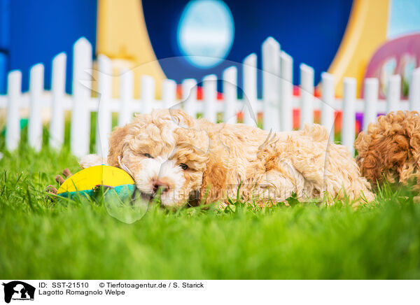 Lagotto Romagnolo Welpe / Lagotto Romagnolo Puppy / SST-21510