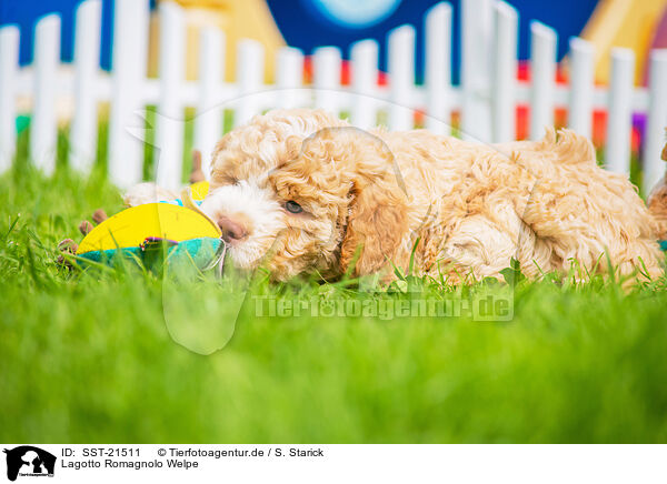 Lagotto Romagnolo Welpe / Lagotto Romagnolo Puppy / SST-21511