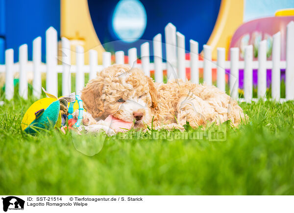 Lagotto Romagnolo Welpe / SST-21514