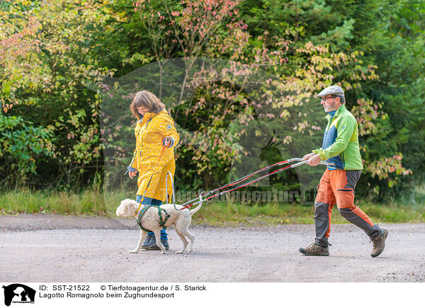 Lagotto Romagnolo beim Zughundesport / Lagotto Romagnolo at pull sport / SST-21522