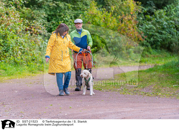 Lagotto Romagnolo beim Zughundesport / Lagotto Romagnolo at pull sport / SST-21523