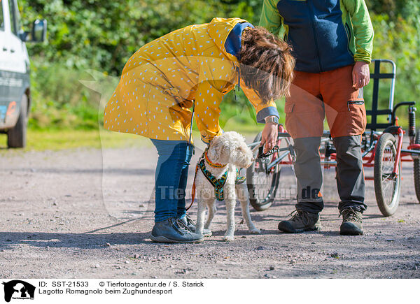 Lagotto Romagnolo beim Zughundesport / Lagotto Romagnolo at pull sport / SST-21533