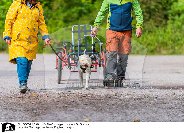 Lagotto Romagnolo beim Zughundesport / Lagotto Romagnolo at pull sport / SST-21538