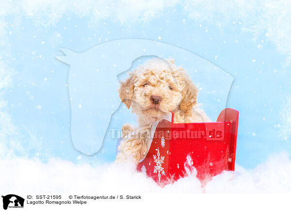 Lagotto Romagnolo Welpe / SST-21595
