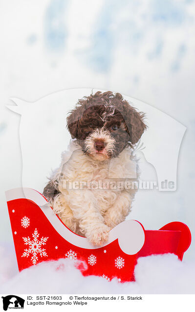Lagotto Romagnolo Welpe / SST-21603