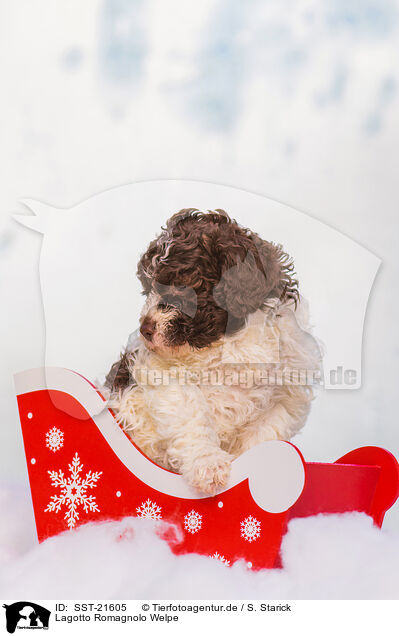 Lagotto Romagnolo Welpe / Lagotto Romagnolo Puppy / SST-21605