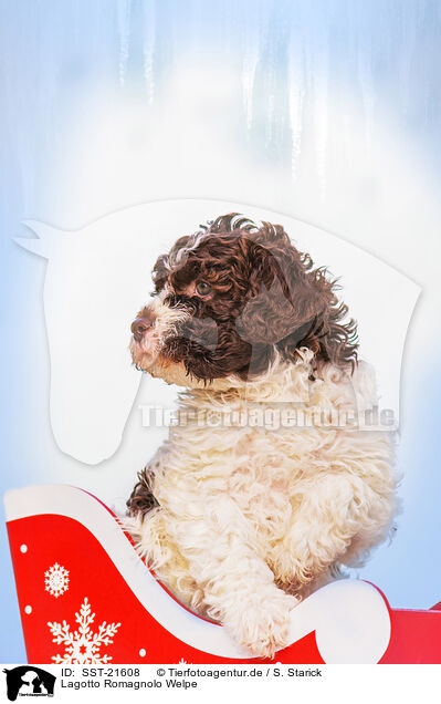 Lagotto Romagnolo Welpe / Lagotto Romagnolo Puppy / SST-21608