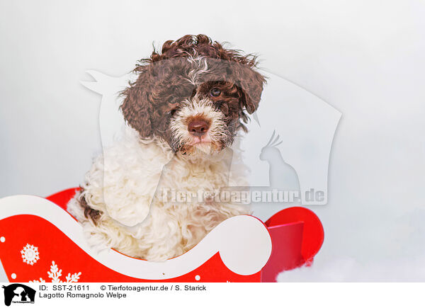 Lagotto Romagnolo Welpe / SST-21611