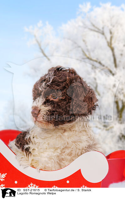 Lagotto Romagnolo Welpe / SST-21615