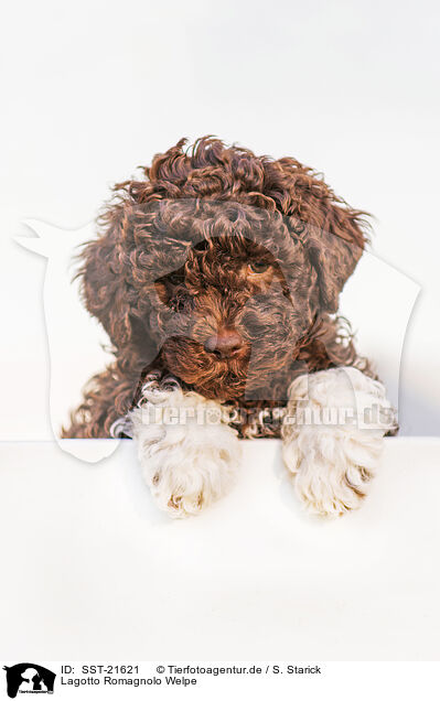 Lagotto Romagnolo Welpe / Lagotto Romagnolo Puppy / SST-21621