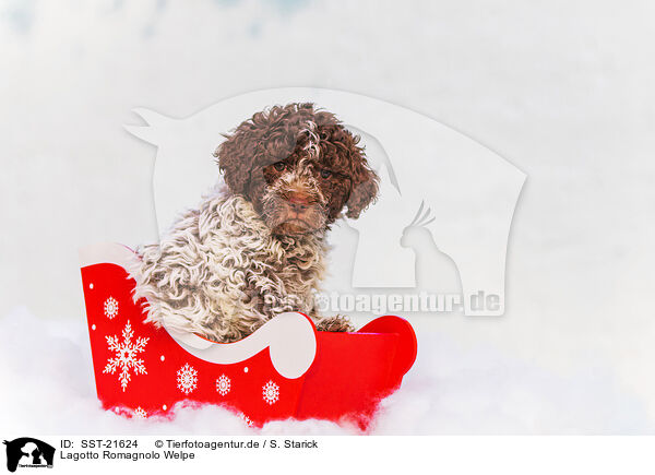 Lagotto Romagnolo Welpe / SST-21624