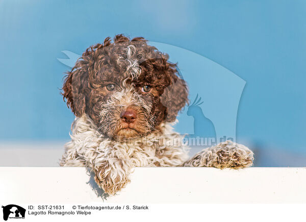 Lagotto Romagnolo Welpe / SST-21631