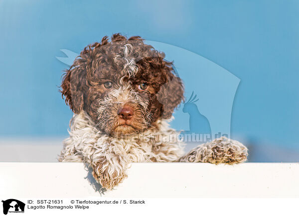 Lagotto Romagnolo Welpe / Lagotto Romagnolo Puppy / SST-21631