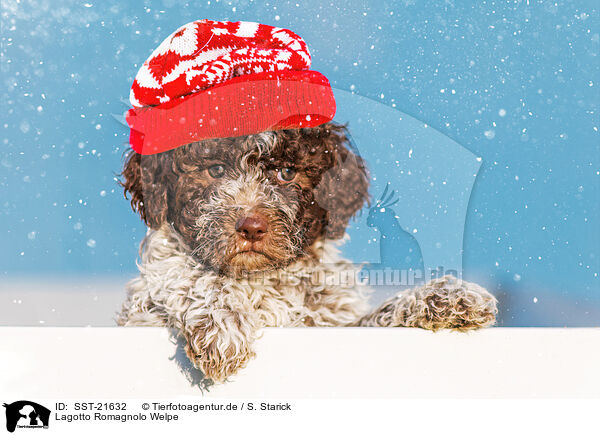 Lagotto Romagnolo Welpe / SST-21632