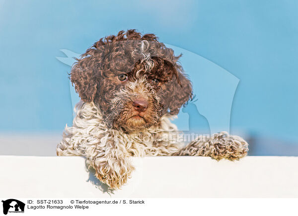Lagotto Romagnolo Welpe / SST-21633