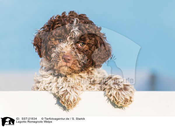 Lagotto Romagnolo Welpe / SST-21634