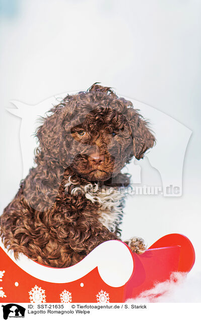 Lagotto Romagnolo Welpe / SST-21635